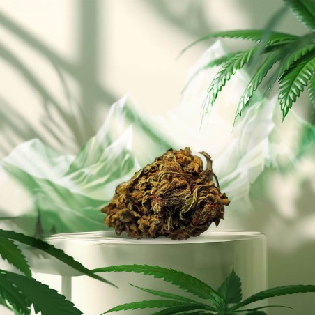 fleur - fumer - cbd - cannabis - chanvre - naturel - espagnol